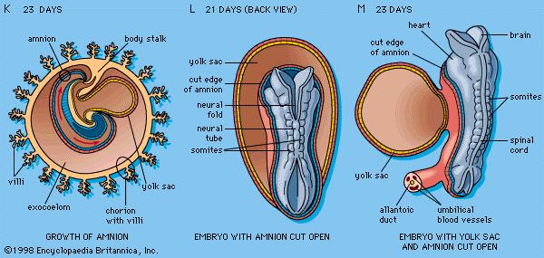 human-embryo2